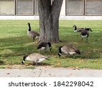 Canada Geese eating tree apples on a Tunney