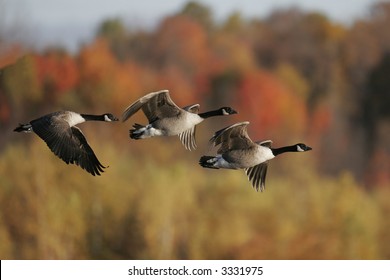 Canada Geese In Fall Migration.