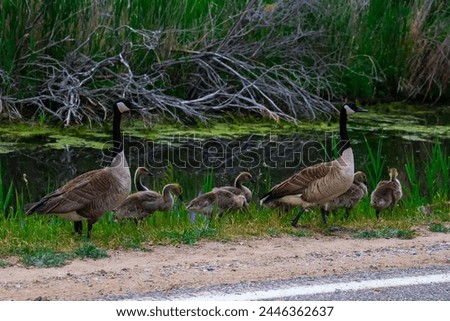 Canada Geese family goose gander goslings