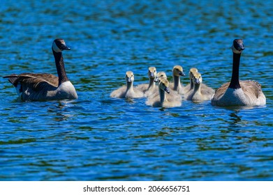 A Canada Geese family swim together in a lake at Pinckney State Park, near Pinckney, Michigan. - Shutterstock ID 2066656751