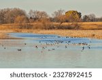 Canada geese feeding at Horicon Marsh Wildlife Area in Wisconsin during fall migration