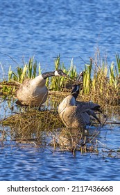 Canada Geese Fighting By The Nest