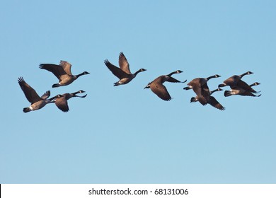 Canada Geese In Flight