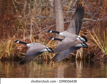 canada geese flying across a pond during autumn