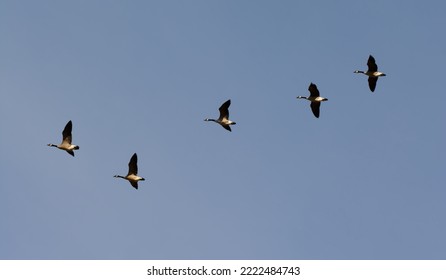 Canada Geese Flying Across The Sky