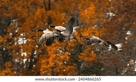 Canada geese flying with an orange foliage background, autumn colors.