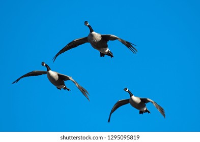 Canada Geese Flying Over Head