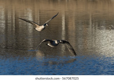 Canada Geese Flying Over Lake