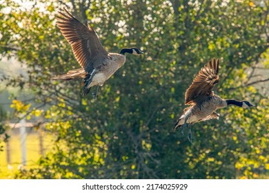 Canada Geese Flying Over A Pond