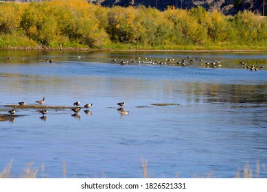 Canada Geese and friends on strands in the Missouri River