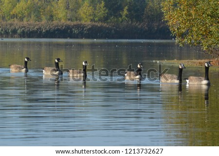 Canada geese.  Kanadagans. Bernache du Canada. Canadese gans. Branta Canadensis