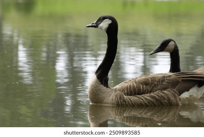 Canada geese in the lake, male Canada goose, a lovely pair of geese, reflections in the water - Powered by Shutterstock