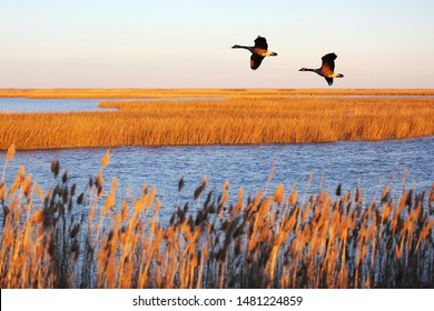 Canada geese in migration at Bombay Hook National Wildlife Refuge, Delaware, USA - Shutterstock ID 1481224859