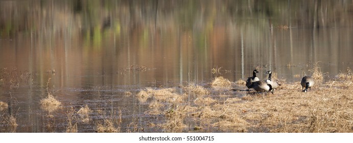 Canada Geese On A River In Migration During Hunting Season