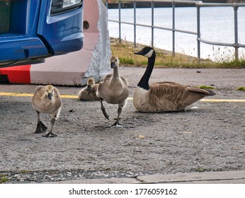 Canada Geese Rearing Chicks In An Industrial Setting In A Lorry Park Near The River Mersey On Wirral In The UK