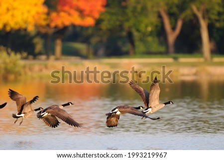 Canada geese is a regular scene in midwest especially during fall season