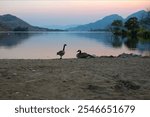 Canada geese relaxing by the lake at sunrise on Skaha lake 