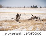 Canada Geese Return to Canada in the Spring