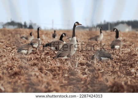 Canada geese in a roadside field after migrating back north for the spring and summer months