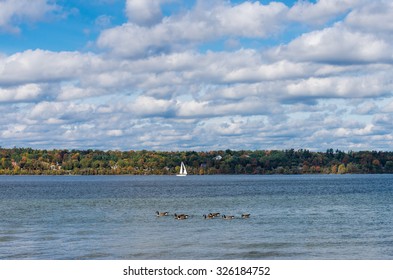 Canada Geese And Sailboat  On Kempenfelt Bay In Barrie