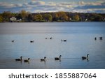 Canada geese swimming in the bay