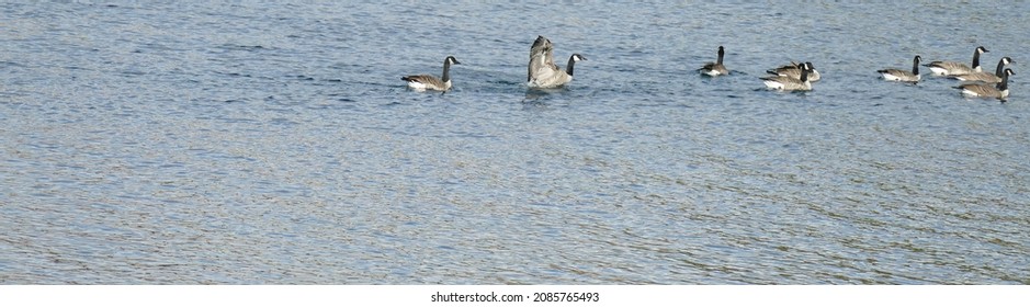 Canada Geese Swimming In Lake Chelan Near Wapato Point In Manson, Washington