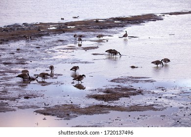 Canada Geese Wading And Rooting For Food In Muddy St. Lawrence River Bank In The Early Spring During A Mauve Dawn, Cap-Rouge Area, Quebec City, Quebec, Canada