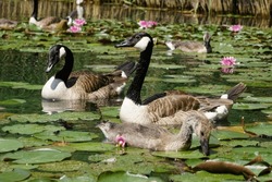 Canada Geese With Young In The Middle Of The Lake On The Water Lilies Behind Egyptian Geese
