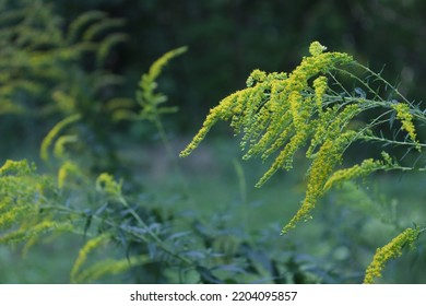 Canada Goldenrod In The Summer Forest  