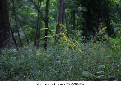 Canada Goldenrod In The Summer Forest  