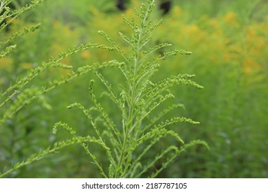 Canada Goldenrod In The Summer Meadow 