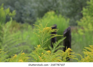 Canada Goldenrod In The Summer Meadow 