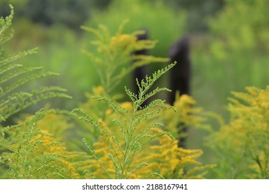 Canada Goldenrod In The Summer Meadow 