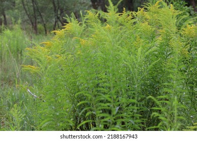 Canada Goldenrod In The Summer Meadow 