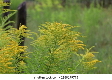 Canada Goldenrod In The Summer Meadow 