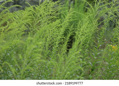 Canada Goldenrod In The Summer Meadow 