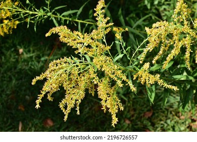 Canada Goldenrod  Taken With Flash