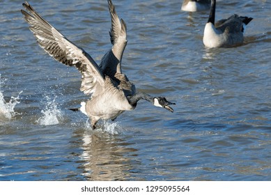 Canada Goose in attack mode
