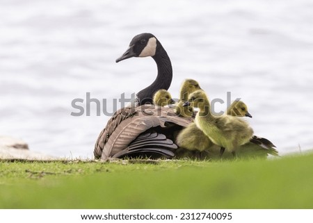 Canada goose (Branta canadensis) with babies