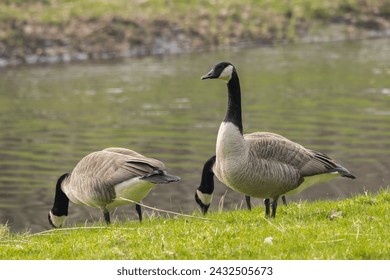  Canada goose (Branta canadensis), or canadian goose, wild goose with black and white head and neck standing near the water in grass.