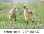  Canada goose (Branta canadensis) family