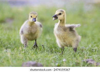 Canada goose (Branta canadensis) family