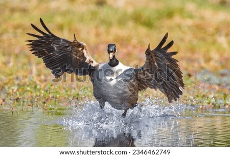 Canada Goose - Branta canadensis - flying into pond while facing camera, wings spread feather detail,  mouth open and honking with water spray as webbed feet touch and skid into edge of pond or lake