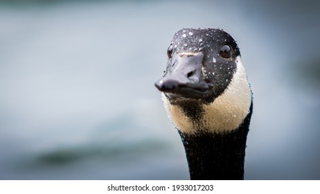 Canada Goose (Branta Canadensis) Gosling Portrait With Negative Space