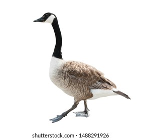 Canada Goose Branta Canadensis Isolated On Stock Photo (Edit Now ...