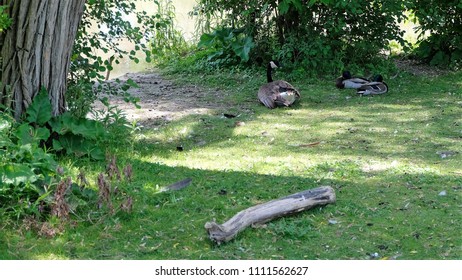 A Canada Goose (Branta Canadensis) Laying Next To Two Mallard Ducks. Both Relaxing By The Lake. Mild Territorial Stress. (The Goose Was Using Deimatic Behaviour Or Threat Display Moments Before)