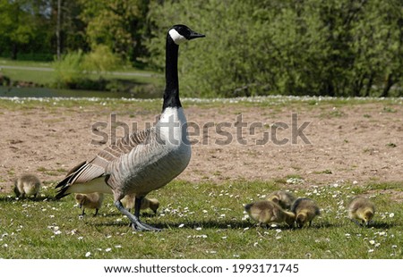 Similar – Image, Stock Photo Standing goose bird animal