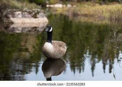 Canada goose (Branta canadensis) on a pond in the Belair Mount natural parc in Quebec city. 