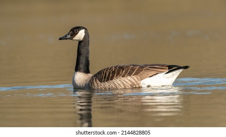 Canada Goose (Branta Canadensis) Swimming On A Lake, Norfolk, UK. 