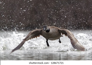 Canada Goose, Branta Canadensis, Taking Flight And Splashing Water Drops In The Air During Takeoff, At A City Metro Park Near Cleveland, Ohio Nature, Bird, & Wildlife Photography